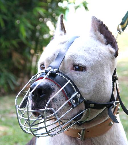 Wire Basket Dog Muzzle] : Dog muzzle 