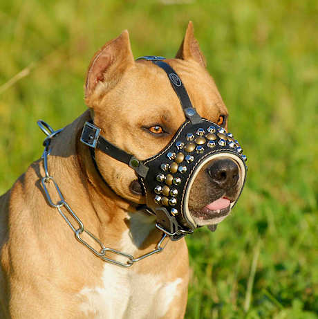 Studded Pitbull leather dog muzzle - best designer dog muzzle