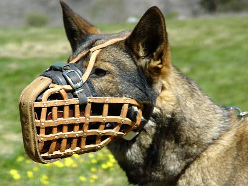 K9 dog muzzle online