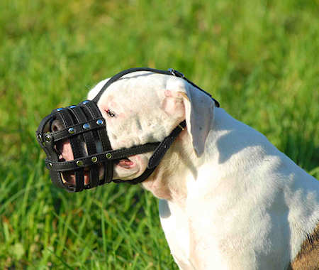 American bulldog dog muzzle