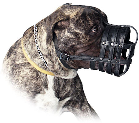 Every Day Leather Large Dog Muzzle for Bullmastiff