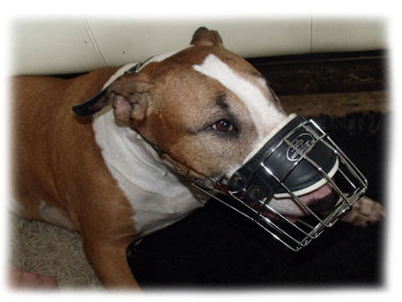 Bull Terrier Wire Muzzle for EVERY DAY-Basket Dog Muzzle