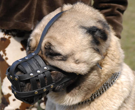 leather dog muzzle for Shepherd dog