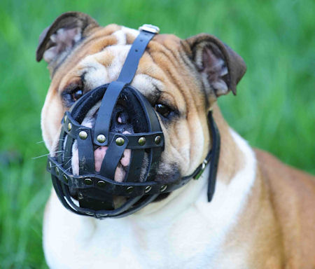 English Bulldog leather dog muzzle