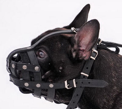 leather muzle for french bulldog