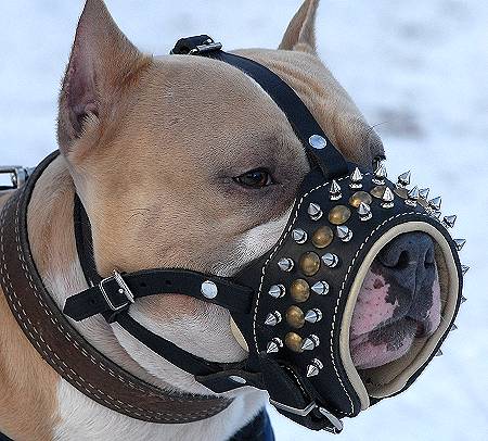 spiked dog muzzle leather