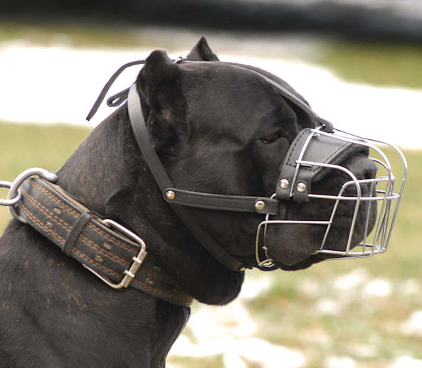 Cane Corso Wire Basket Dog Muzzle
