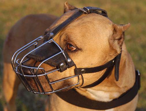 Basket muzzle shop for pitbull