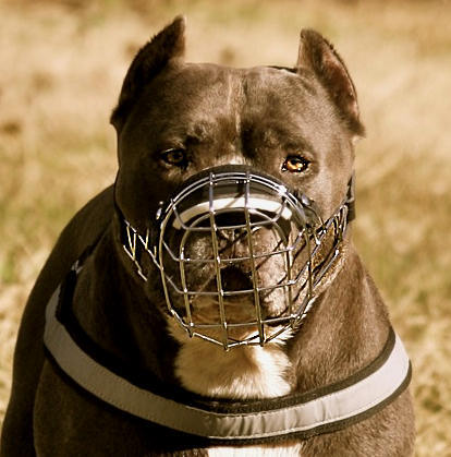 wire dog muzzle for pitbull