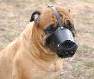 Everyday Bullmastiff Leather Dog Muzzle