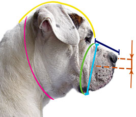 How to measure your dog for good fit muzzle