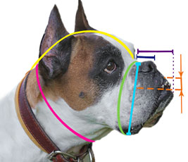 How to measure your dog for good fit muzzle