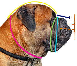 How to measure your dog for good fit muzzle