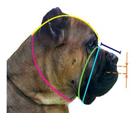 How to measure your dog for good fit muzzle