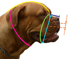 How to measure your dog for good fit muzzle