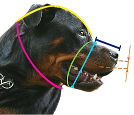 How to measure your dog for good fit muzzle