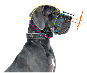 Get to know how to measure your dog