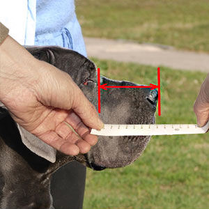 How to measure your dog