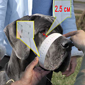 How to measure your dog