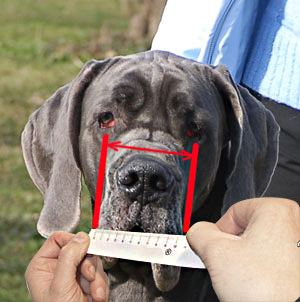 How to measure your dog