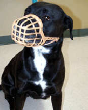 wire basket muzzle for pitbull