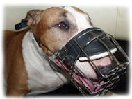 wire basket dog muzzle for bullterrier