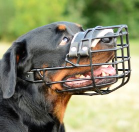 Purchasing the Right Muzzle