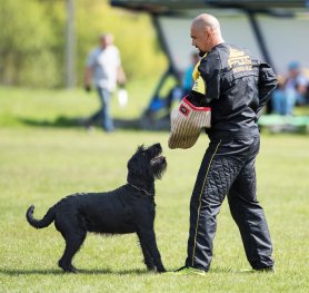 Selection and Training a Dog for Schutzhund